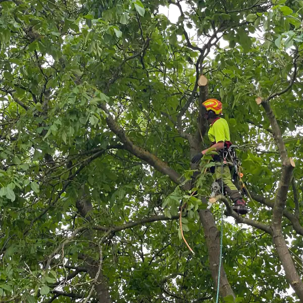 Astreine Baumarbeiten Baumpflege/-fällung Astreine Baumarbeiten Baumpflege/-fällung