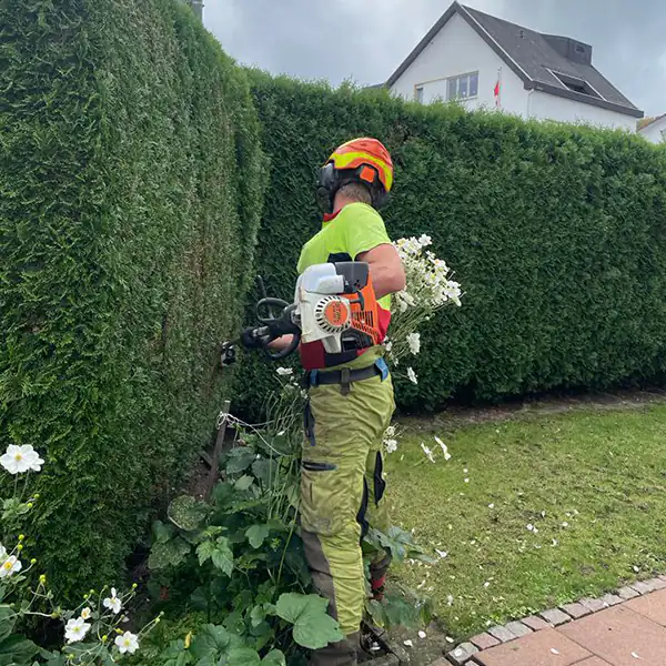 Astreine Baumarbeiten Heckenschnitt Astreine Baumarbeiten Heckenschnitt
